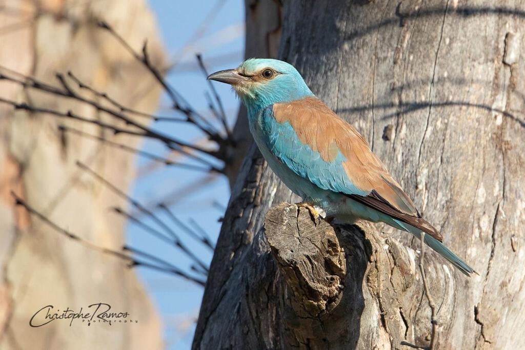 L'Oiseau Bleu Peacock Bed & Breakfast Roubia ภายนอก รูปภาพ